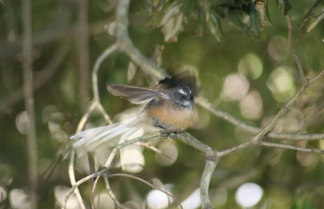 Walnut Grove Lodge - Foto 74