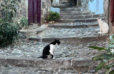 NEPTUNE OASIS Villa - Foto 46