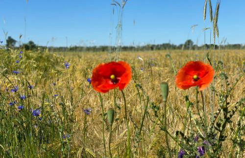 Ferienapartments Spreewaldwiesen - Foto 7