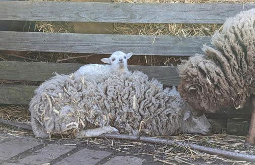 Helenes Ferienwohnung auf dem Bauernhof - Lausitzer Seenland - Foto 33