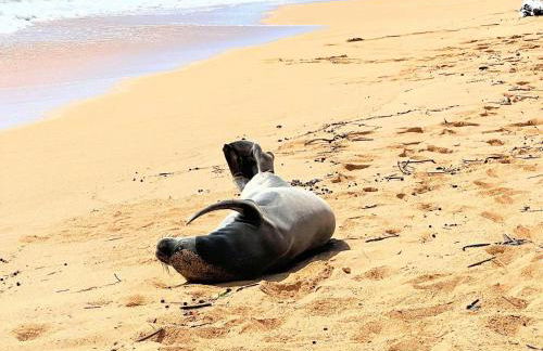 Kauai Beach Villas E16 - Foto 29