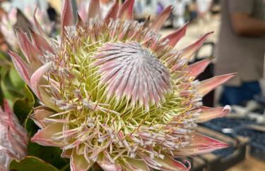 Appartement Villamoura - Foto 24