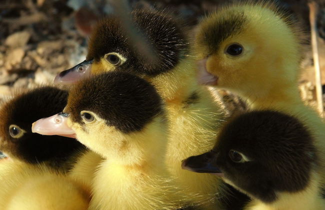 La Petite Ferme - Foto 9