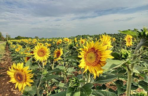 Restored Farmhouse for10 persons with Pool & Airco - Foto 33