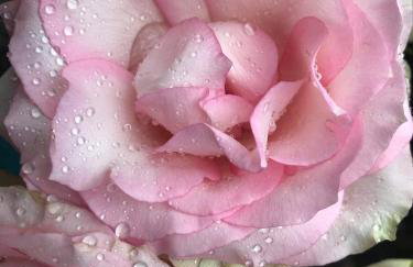 Lavender Cottage - Foto 7