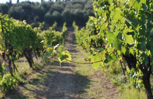Fattoria di Mugnano - Foto 26