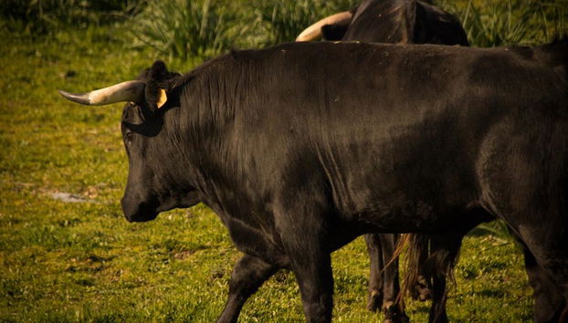 Brave Bulls Tour - Foto 4