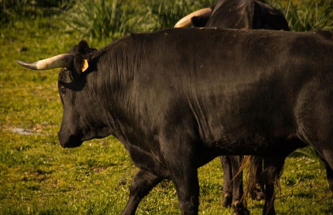 Brave Bulls Tour - Foto 4