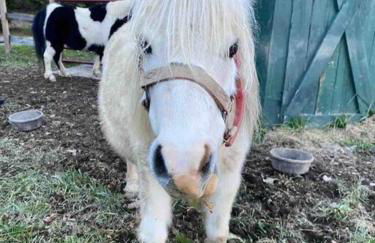 LUXURY!! Hot Tub, Pool Table, River & Petting zoo? - Foto 53