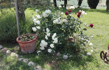 Agriturismo Collomici - Foto 61