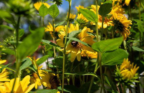 Ferienwohnungen Behling am Schufutsberg - Foto 50