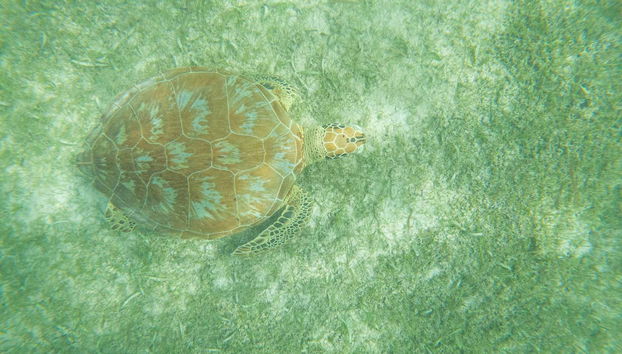 Une tortue de mer se camouflant au fond de l'océan