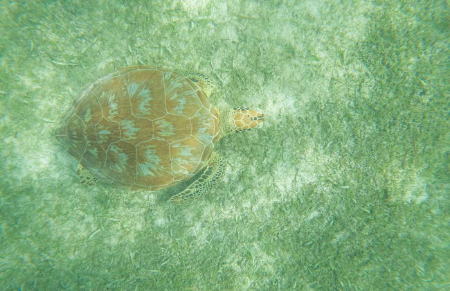 Nado con tortugas en la bahía de Akumal - Foto 1