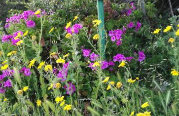 Domus de Janas - Foto 5