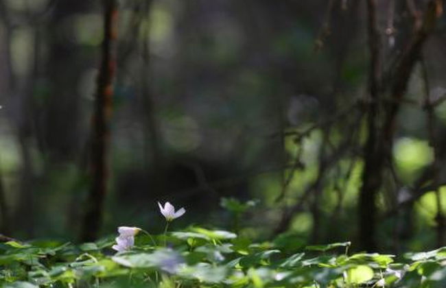 Metsäpirtti - Foto 24