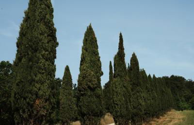 Relais e Spa l'Antica Fornace - Photo 16