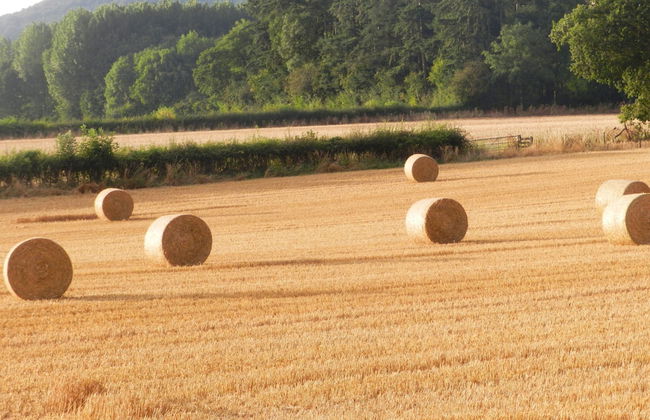 Cosy 5m Bell Tent Glamping in Rural Herefordshire - Foto 8