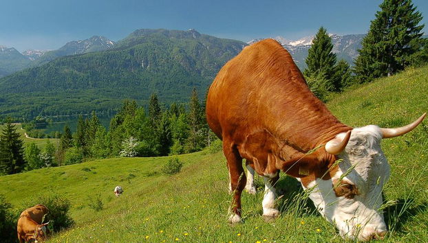 Explore Bled and Bohinj Lakes with Skofja Loka - Full-Day Tour - Foto 4