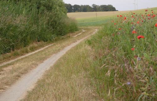 Müritzbrise 1 - Foto 9