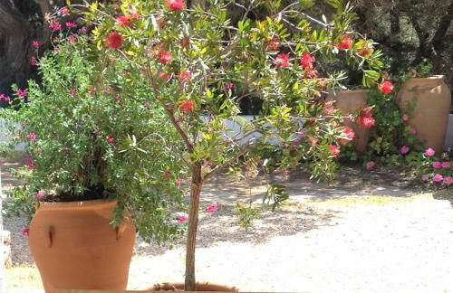 Apartamentos Laura Playa de Migjorn - Foto 12