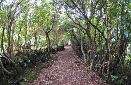 House with sea view in Santo Amaro, 212 sq m, terrace - Photo 40