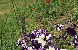 Cuda Wianki - Foto 42