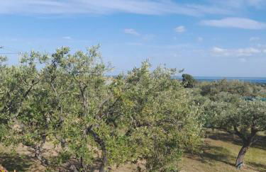 Ulivi e Mare - Foto 10