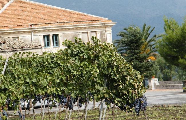 Etna Wine Agriturismo - Foto 44