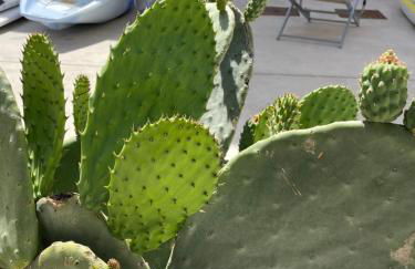 Beach House Es Trenc - Photo 50