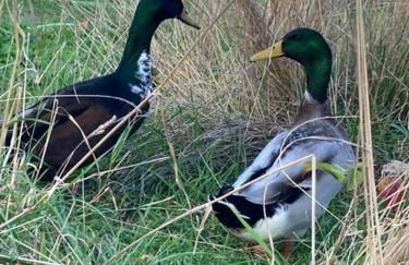 Ferienwohnung Stockrose - Foto 14