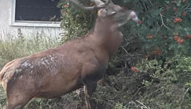 LA PERLE DES CAILLOUX EXCEPTIONNEL et COSY - Foto 5