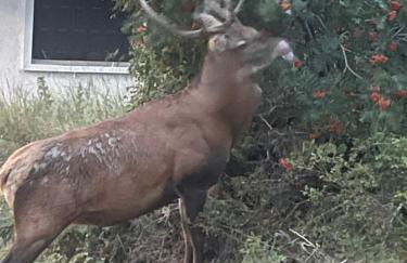 LA PERLE DES CAILLOUX EXCEPTIONNEL et COSY - Foto 5