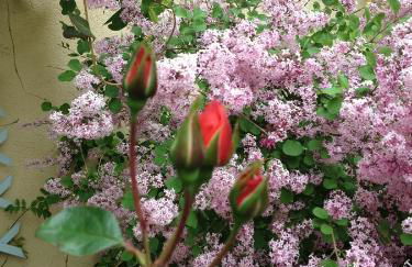 Le Jardin croix Roussien - Foto 41