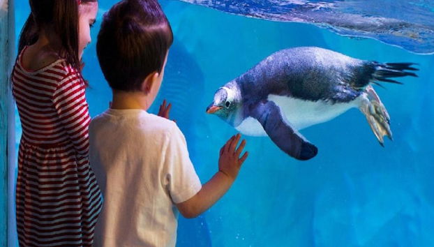 SEA LIFE - Billet - Photo 2