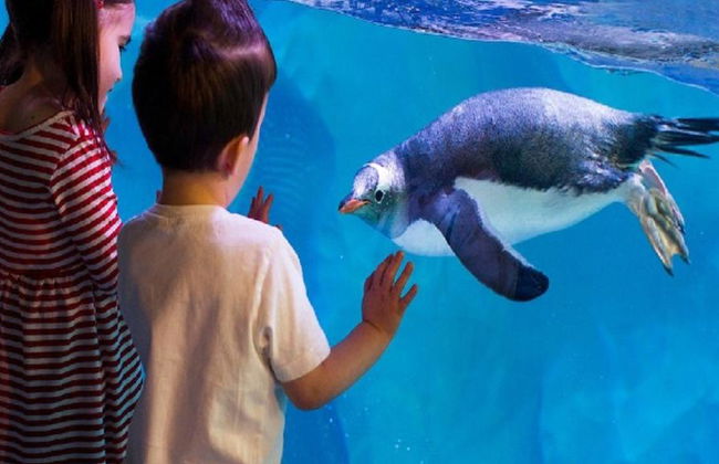 SEA LIFE - Billet - Photo 2