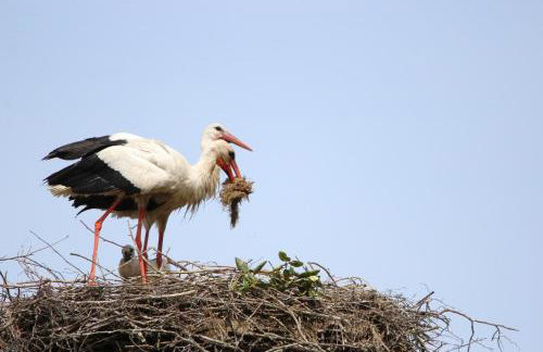 Das kleine, gemütliche Ferienhaus - Foto 33