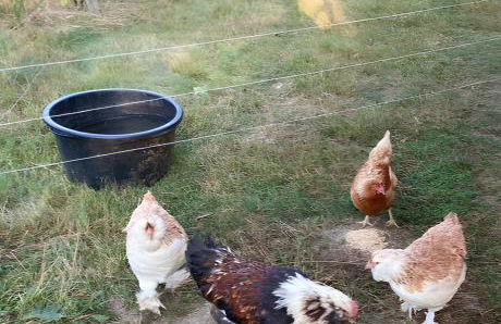 Ferienwohnung an der Zschopau - Foto 20