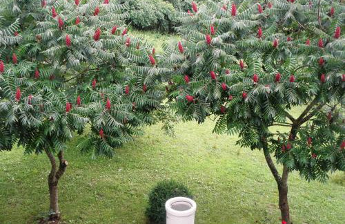 Apartments Sanja - Foto 58