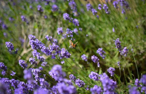 Gites dans les Champs - Foto 34