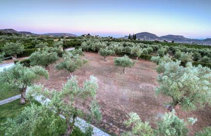 Agroktima Elia - Foto 59