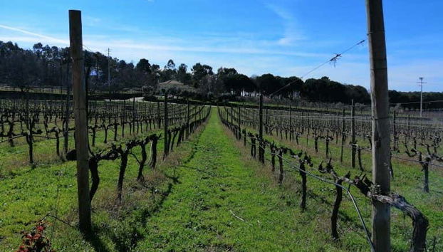 Viñedos de la región del Dão