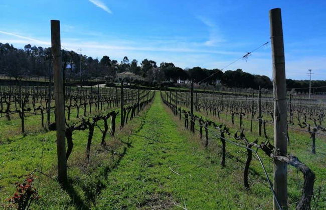 Dão Region Wine Tour - Photo 3