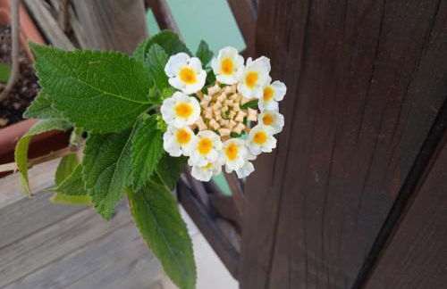 Guest House Oleandro - Foto 49