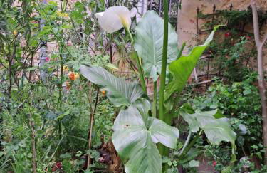 Terra-Crystal - Foto 43