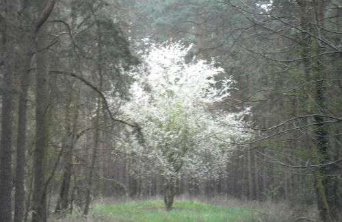 Der Konikhof, Natur, Ruhe, R-Auszeit - Photo 17