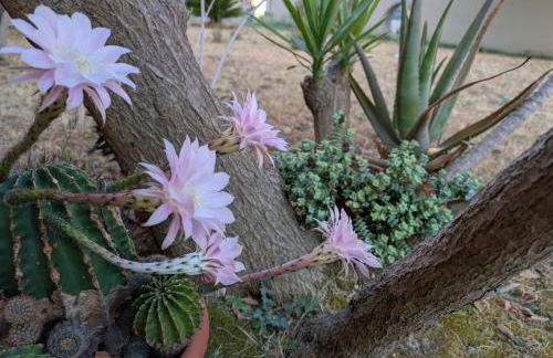 Appartment Navacchio Pisa 2B - Foto 63