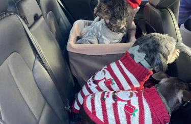 6 Rannoch, lovely holiday static caravan for dogs & their owners. - Photo 42