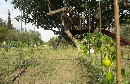 Olive mare Holidays - Foto 45