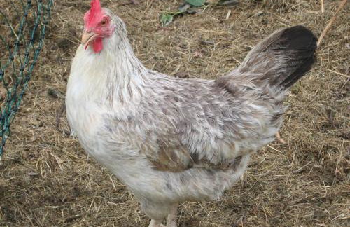 Historisches Ferienhaus Zum alten Standesamt - Foto 49