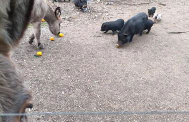 Tapada das Carvalhas - Foto 7